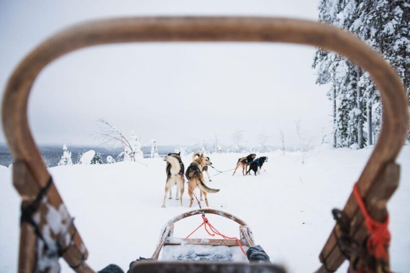 Rovaniemi: Arctic Circle Long Trail Husky Adventure - Rovaniemi: Arctic Circle Long Trail Husky Adventure – An Authentic Arctic Experience