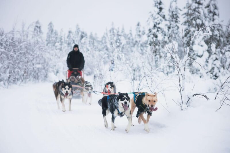 Rovaniemi: Arctic Circle Long Trail Husky Adventure - An Honest Look at the Arctic Circle Husky Adventure
