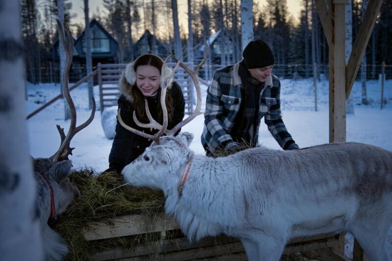 Rovaniemi: Arctic Reindeer Experience with Lunch - What You Can Expect from This Tour
