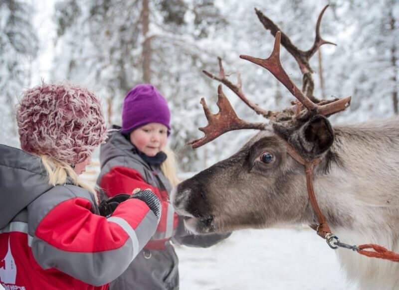 Rovaniemi: Arctic Reindeer Experience with Lunch - Practical Details and Considerations