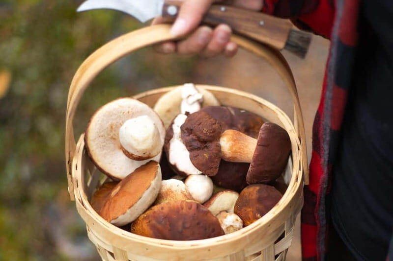 Rovaniemi: Arctic Wild Berry & Mushroom Foraging and Tasting - Exploring Lapland’s Forests: What to Expect