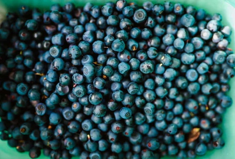Rovaniemi: Arctic Wild Berry & Mushroom Foraging and Tasting - FAQs