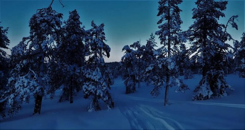 Rovaniemi: Aurora Hunting Tour in the Forest with Hot Drinks - An In-Depth Look at the Aurora Hunting Tour