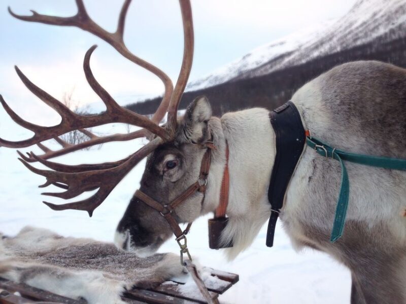 Rovaniemi: Authentic Reindeer Farm Visit and Sleigh Ride - An In-Depth Look at the Reindeer Farm Tour
