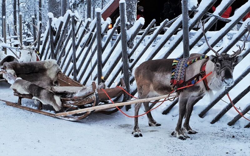 Rovaniemi: Authentic Reindeer Farm Visit and Sleigh Ride - Who Should Consider This Tour?