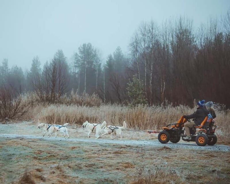 Rovaniemi: Autumn Husky Ride on Wheels - What This Tour Is All About
