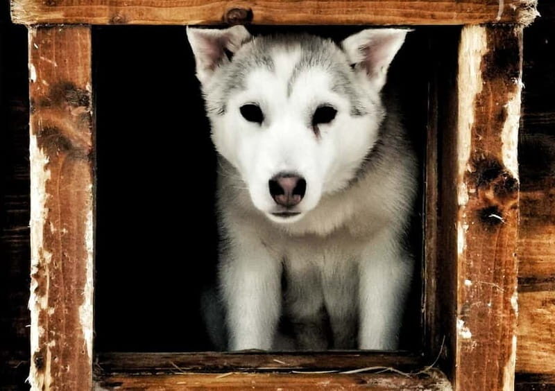 Rovaniemi: Autumn Husky Ride on Wheels - The Itinerary and Experience Breakdown