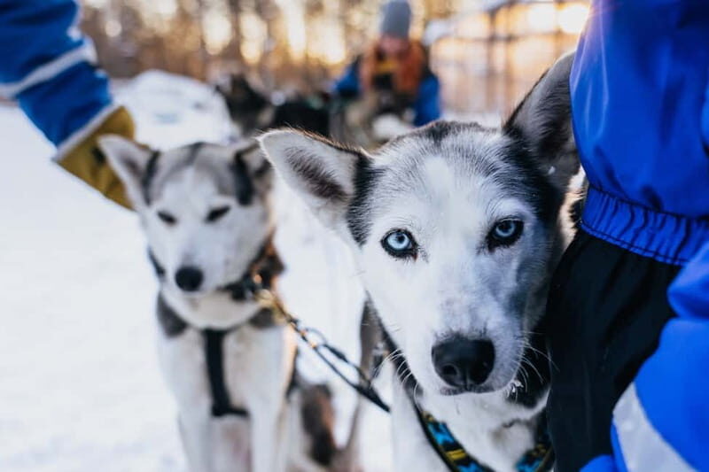 Rovaniemi: Autumn Husky Ride on Wheels - The Practicalities: What to Know
