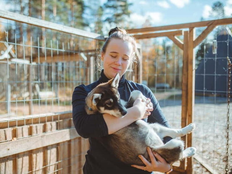 Rovaniemi: Autumn Husky Ride on Wheels - Final Thoughts