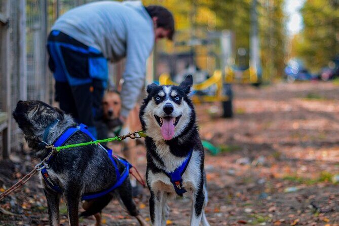 Rovaniemi Autumn Husky Safari & BBQ  610 km SelfDrive - Key Points