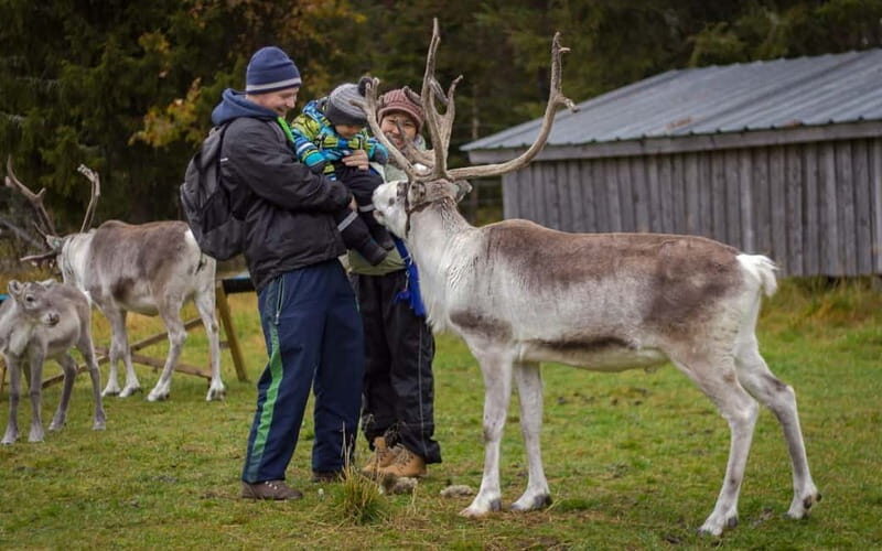 Rovaniemi: Autumn Reindeer Farm Visit - What to Expect from Your Reindeer Farm Visit