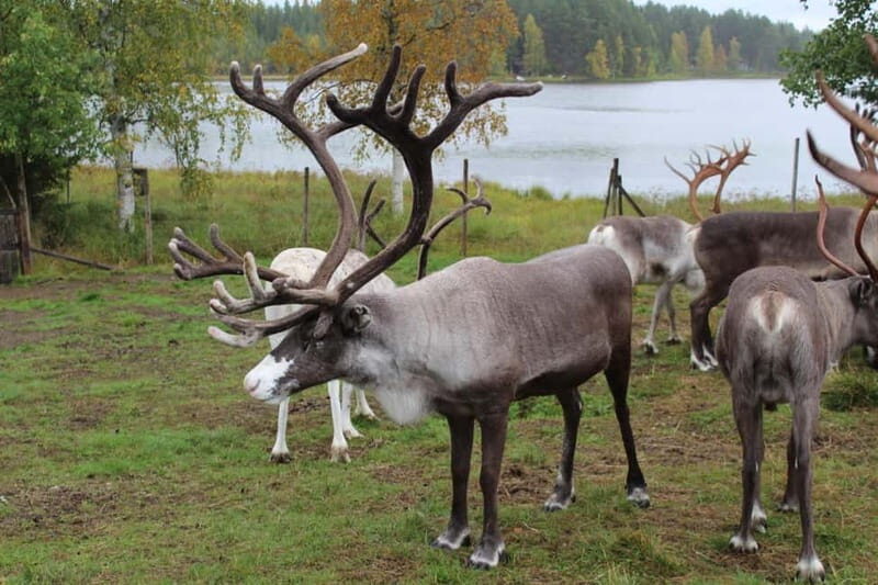 Rovaniemi: Autumn Reindeer Farm Visit - Who Will Love This Tour?