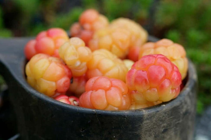 Rovaniemi: Berry and Mushroom Picking Tour with Pancakes - Key Points