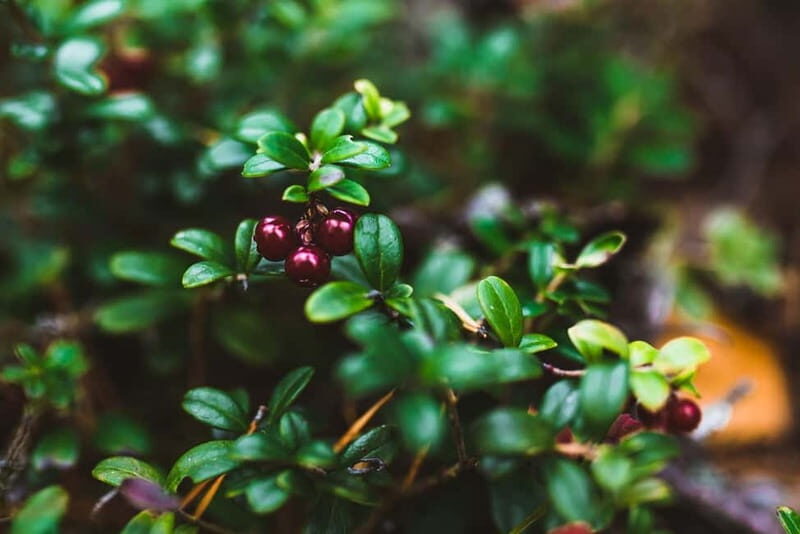 Rovaniemi: Berry and Mushroom Picking Tour with Pancakes - An In-Depth Look at the Rovaniemi Berry and Mushroom Tour
