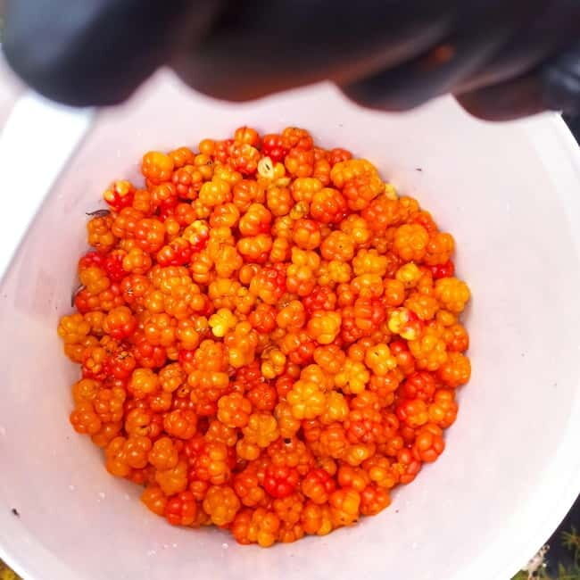 Rovaniemi: Berry Picking Tour with Traditional Laavu - An Authentic Taste of Lapland’s Wilderness