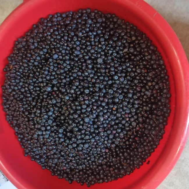 Rovaniemi: Berry Picking Tour with Traditional Laavu - Practical Details and What to Expect