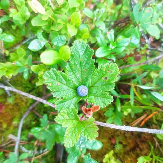 Rovaniemi: Berry Picking Tour with Traditional Laavu - What Do Travelers Think?