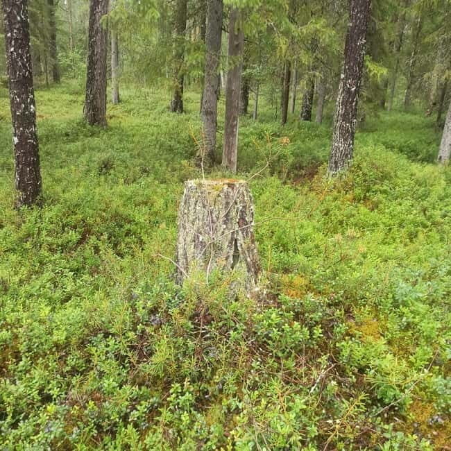Rovaniemi: Berry Picking Tour with Traditional Laavu - Who Is This Tour Best Suited For?