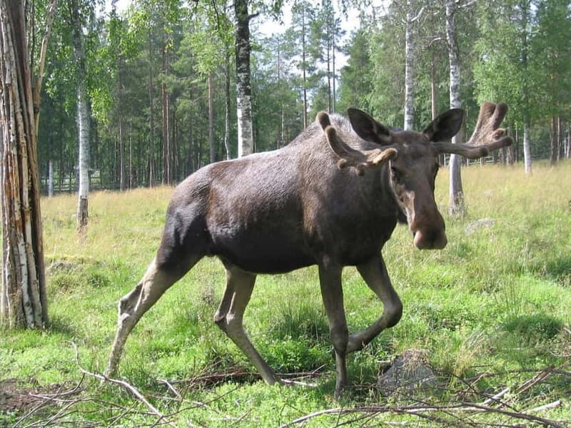 Rovaniemi: Day Trip to Ranua Wildlife Park - What Could Be Better