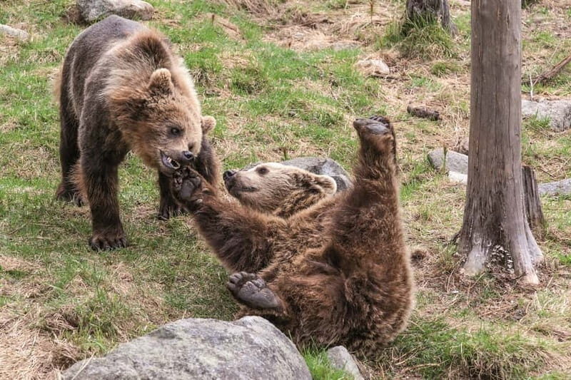 Rovaniemi: Day Trip to Ranua Wildlife Park - FAQ