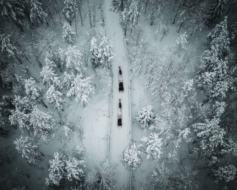 Rovaniemi: Daytime Reindeer Sleigh Ride - Key Points