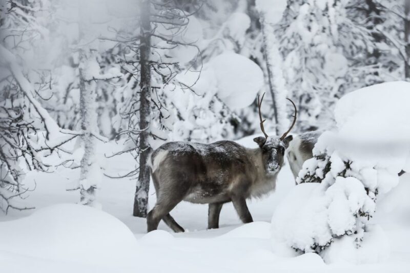 Rovaniemi: Daytime Reindeer Sleigh Ride - Final Thoughts: Is It Worth It?