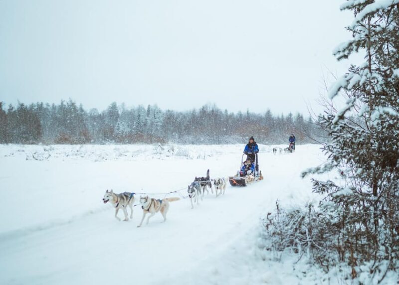 Rovaniemi: Early Winter Husky Sled Ride - Rovaniemi: Early Winter Husky Sled Ride