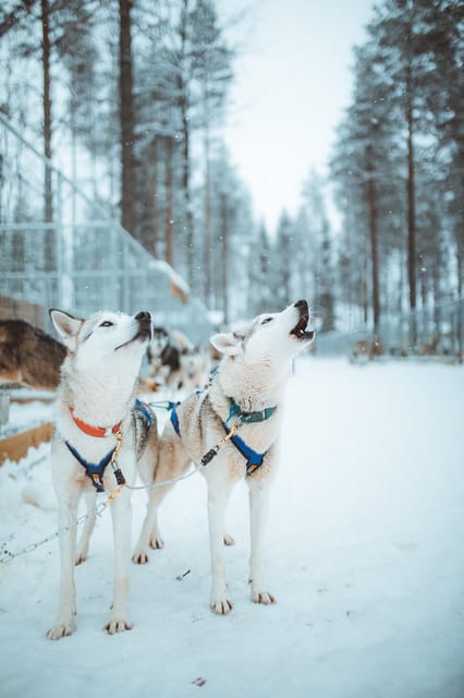 Rovaniemi: Early Winter Husky Sled Ride - Key Points