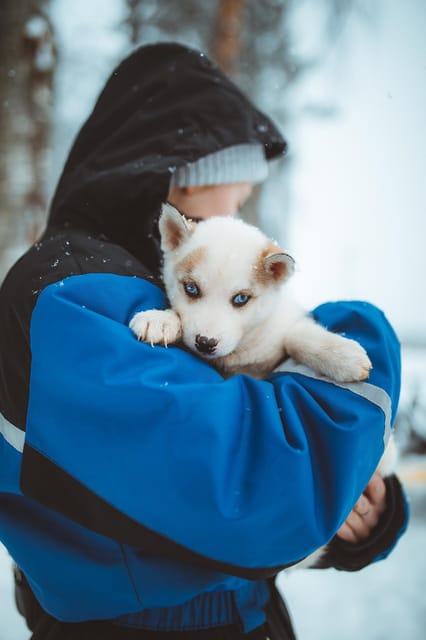 Rovaniemi: Early Winter Husky Sled Ride - What to Consider Before Booking