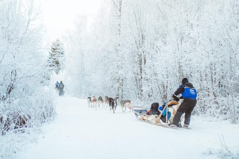 Rovaniemi: Early Winter Husky Sled Ride - The Value of This Tour