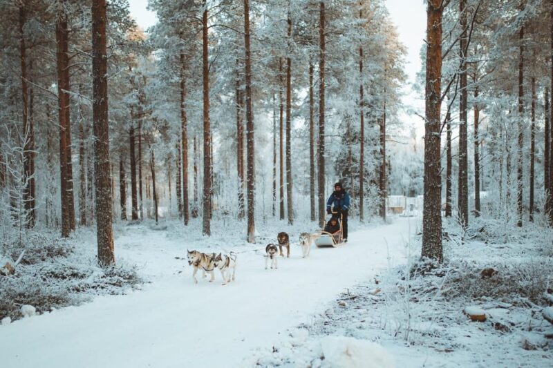 Rovaniemi: Early Winter Husky Sled Ride - The Sum Up