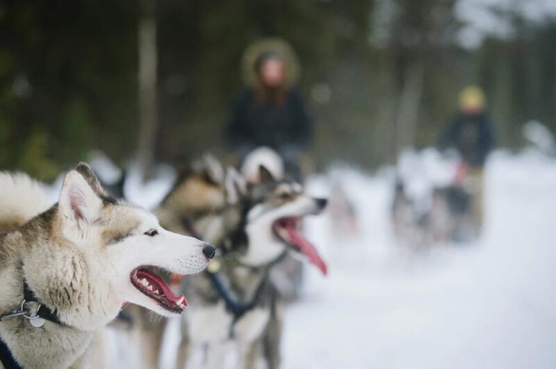Rovaniemi: Family Friendly Husky Ride and Farm Visit - Customer Ratings and Feedback