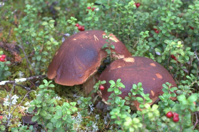 Rovaniemi forest foraging adventure: Pick, Prepare, Savor - Key Points