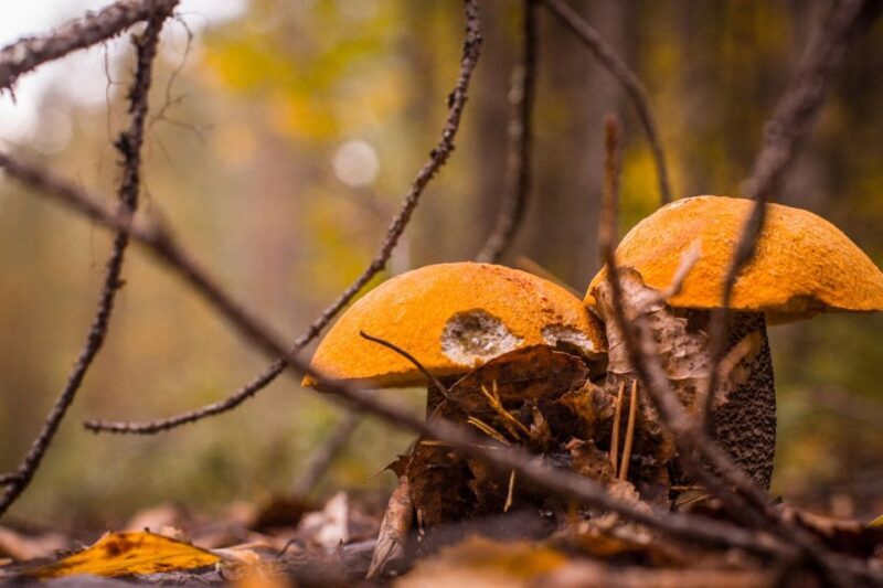 Rovaniemi forest foraging adventure: Pick, Prepare, Savor - Who Is This Tour Best For?
