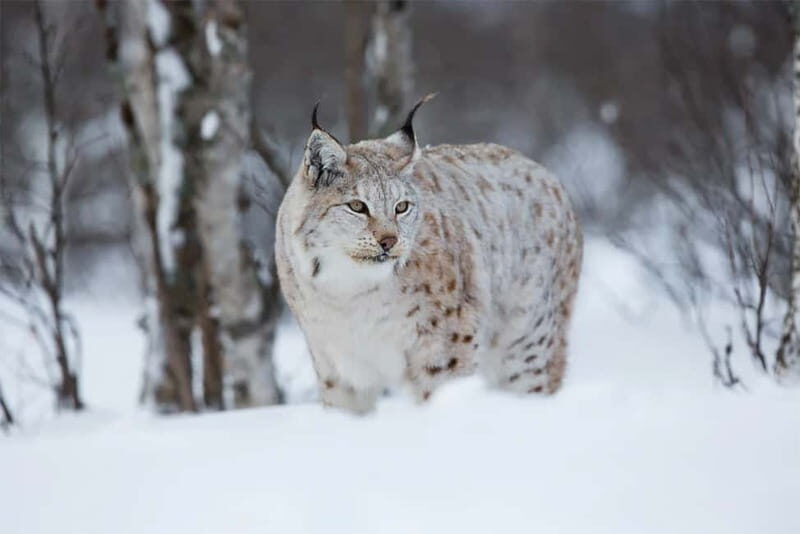 Rovaniemi: Full-Day Highlights Tour with Buffet Lunch - A Detailed Look at Rovaniemi’s Full-Day Tour