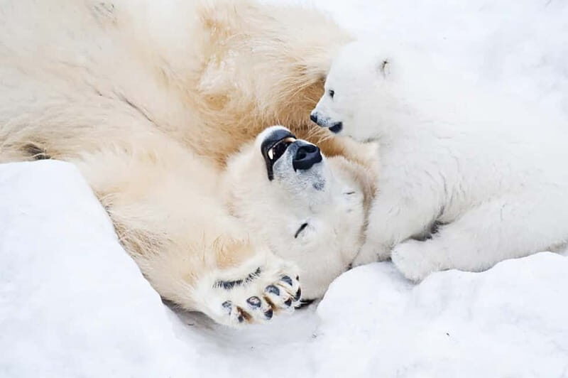 Rovaniemi: Full-Day Highlights Tour with Buffet Lunch - Who Should Consider This Tour?
