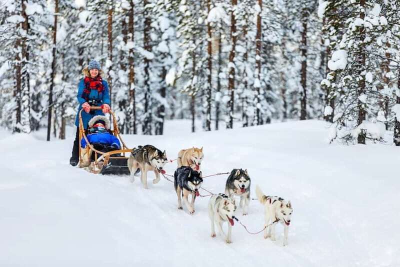 Rovaniemi: Full-Day Highlights Tour with Buffet Lunch - The Sum Up