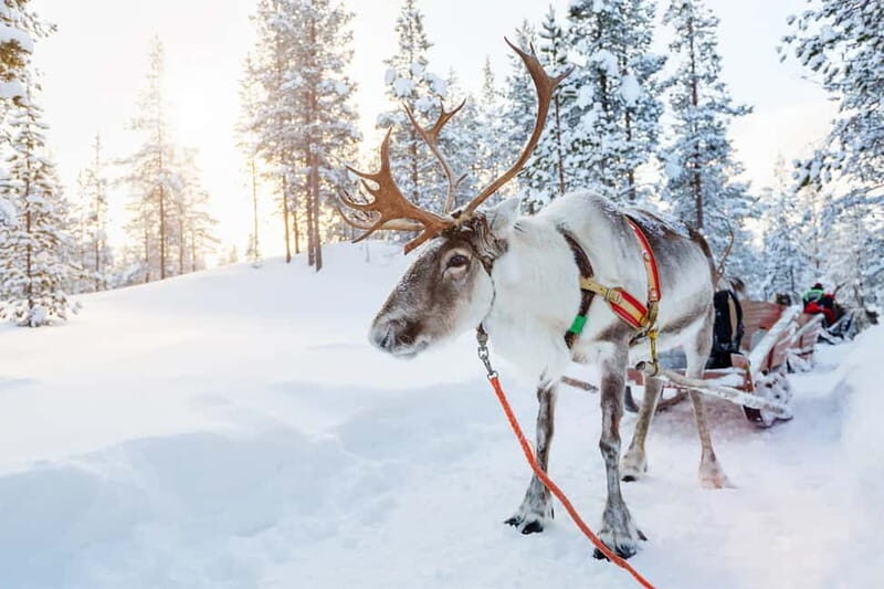 Rovaniemi: Full-Day Highlights Tour with Buffet Lunch - FAQ