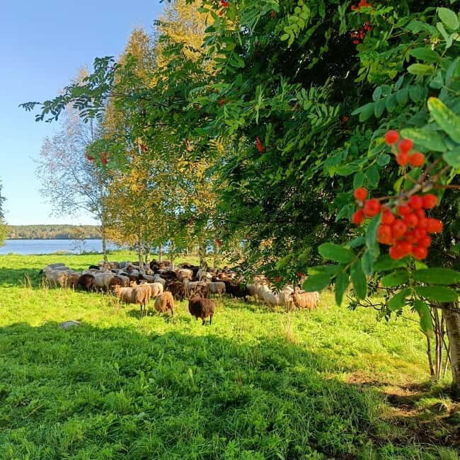 Rovaniemi: Guided Tour to a Sheep Farm in Lapland - An In-Depth Look at the Sheep Farm Tour
