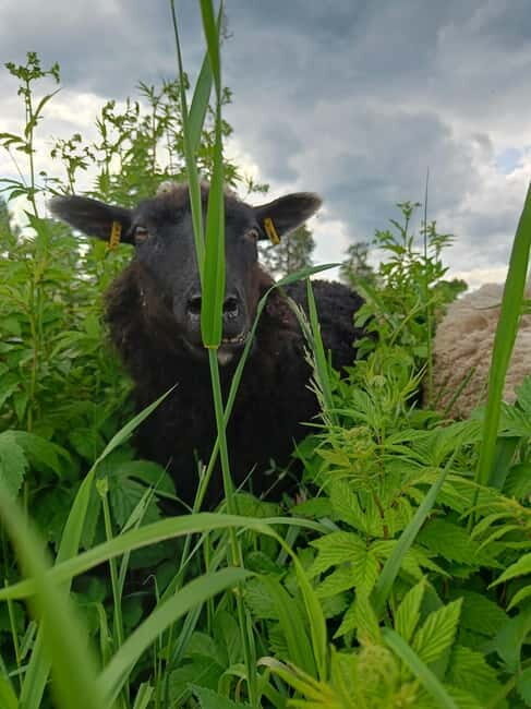 Rovaniemi: Guided Tour to a Sheep Farm in Lapland - Who Should Consider This Tour?