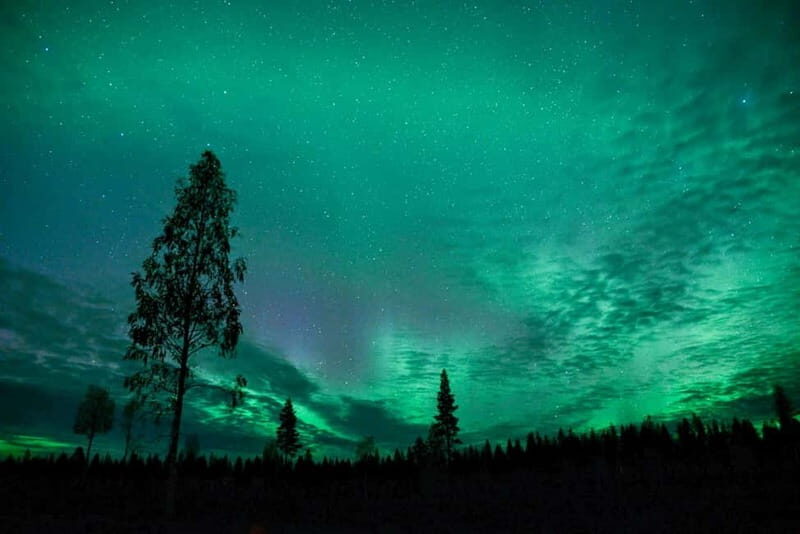 Rovaniemi: Horse Sleigh Ride under the Night Sky - A Detailed Look at the Tour Experience