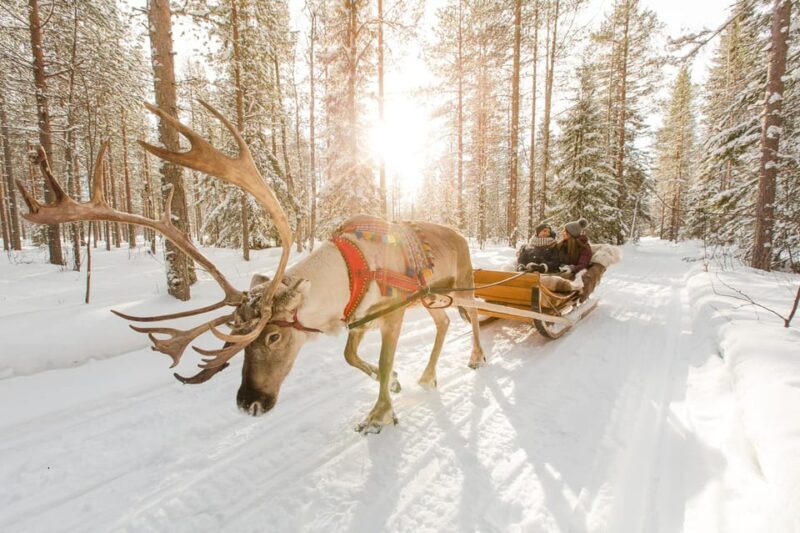 Rovaniemi: Husky and Reindeer farm with sleigh ride - What to Expect from the Tour