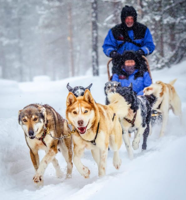 Rovaniemi: Husky and Reindeer farm with sleigh ride - Analyzing the Value