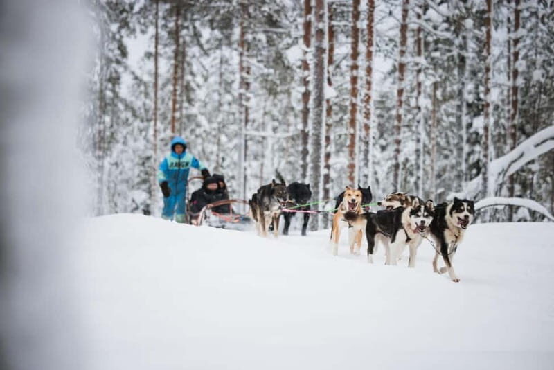 Rovaniemi: Husky Farm and Reindeer Experience - What to Expect from the Tour