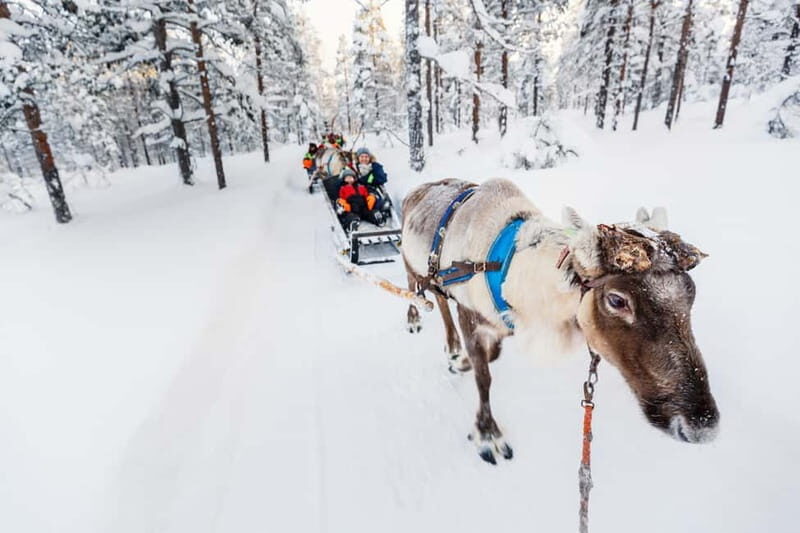 Rovaniemi: Husky Farm and Reindeer Experience - Who Will Love This Experience?