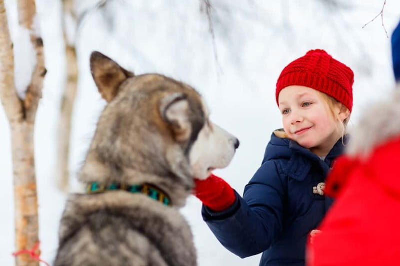 Rovaniemi: Husky Farm and Reindeer Experience - The Sum Up