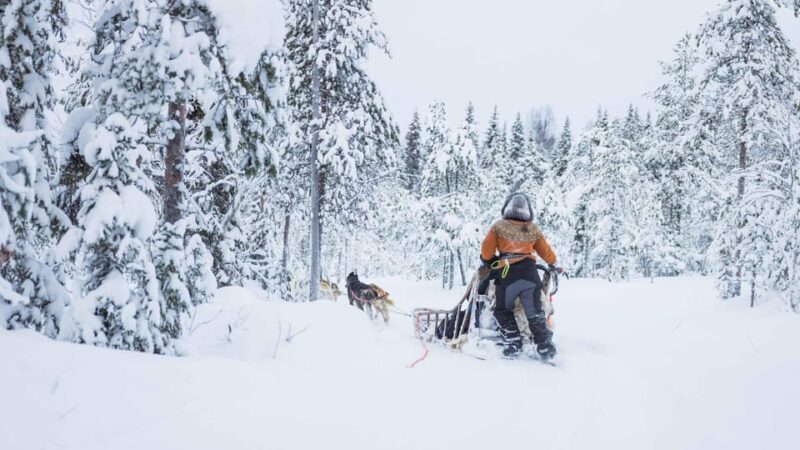 Rovaniemi: Husky Farm Visit with a Sledge Ride - The Detailed Experience