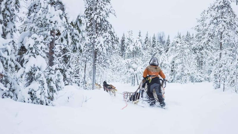 Rovaniemi: Husky & Reindeer Experience with Snowmobile Ride - Practical Tips for Travelers