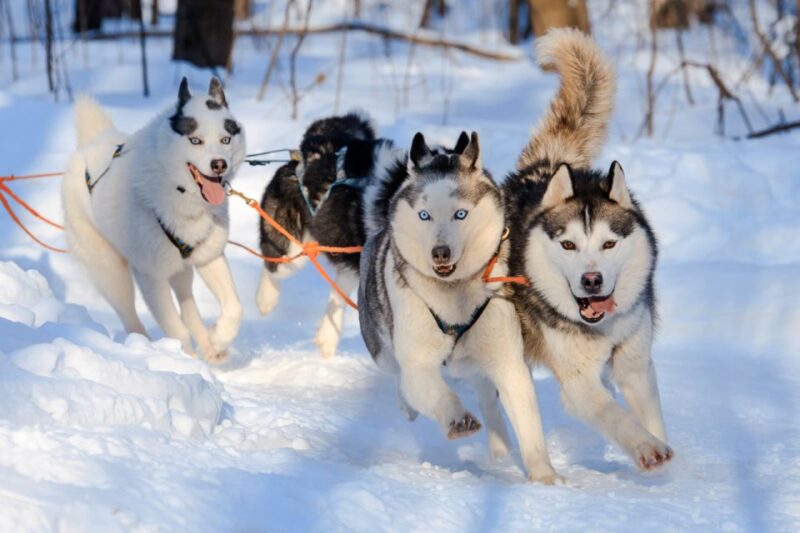 Rovaniemi: Husky & Reindeer Farm Visit With Snowmobile Ride - Important Information
