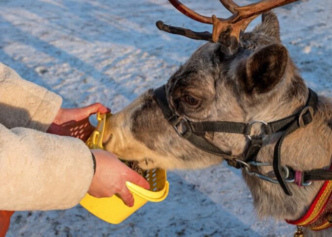 Rovaniemi: Husky & Reindeer Farm Visit With Snowmobile Ride - How to Prepare